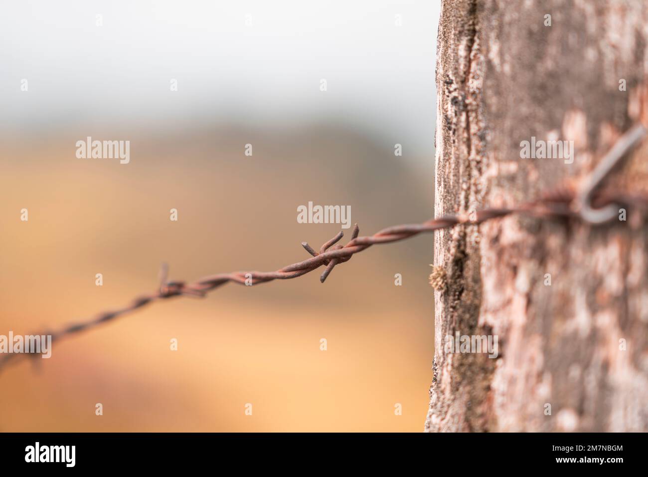 Recinzione, filo spinato, Chasseral, Giura bernese, Canton Berna, Svizzera Foto Stock