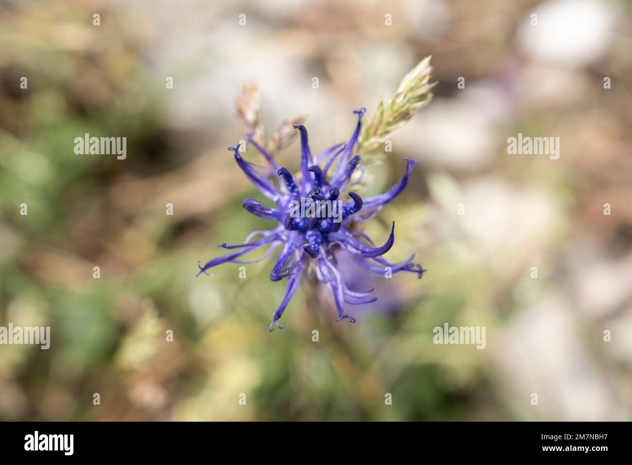 Fiore viola, Chasseral, Giura bernese, Cantone di Berna, Svizzera Foto Stock