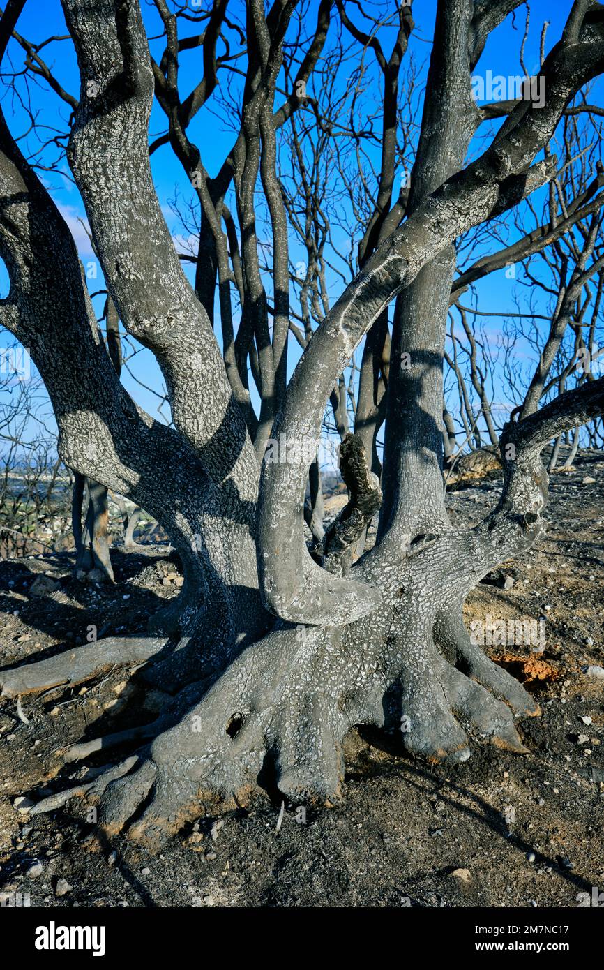 Incendi selvatici nel Parco Naturale di Arrabida. Palmela, Portogallo Foto Stock