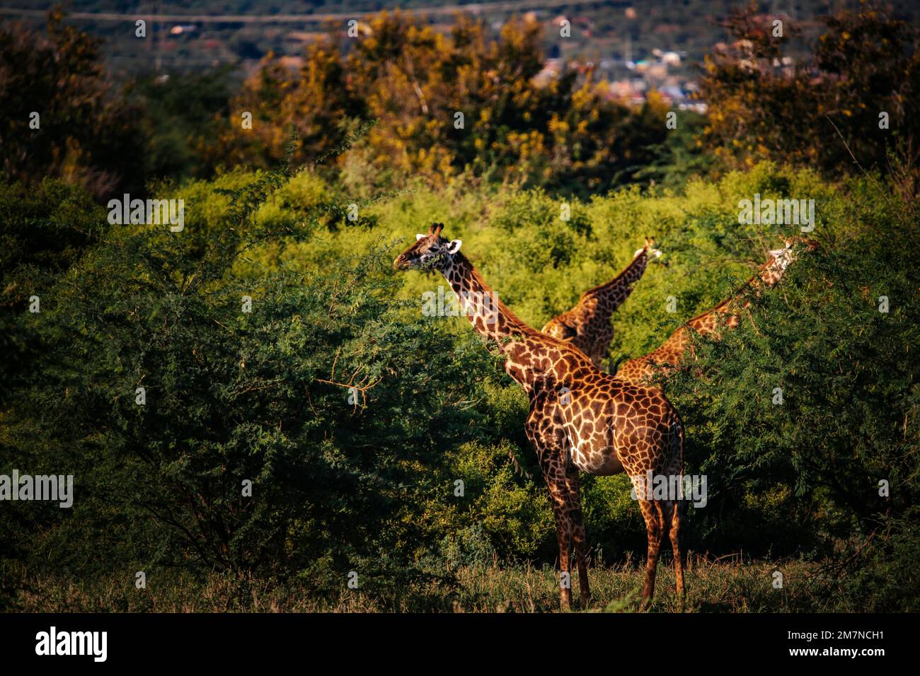 Giraffa Maasai, giraffa Tippelskirchi (camelopardalis), Tsavo Ovest, Kenya, Africa Foto Stock