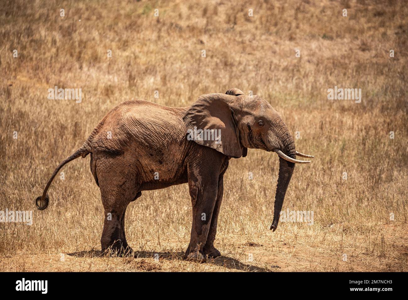 I famosi elefanti rossi Loxodonta africana dalla savana del Parco Nazionale dello Tsavo Est, Kenya, Africa Foto Stock