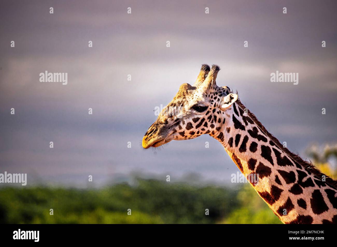 Giraffa Maasai, giraffa Tippelskirchi (camelopardalis), Tsavo Ovest, Kenya, Africa Foto Stock