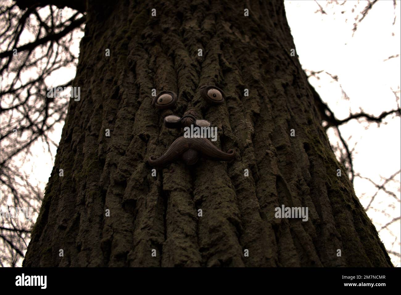 Fronte dell'albero Foto Stock