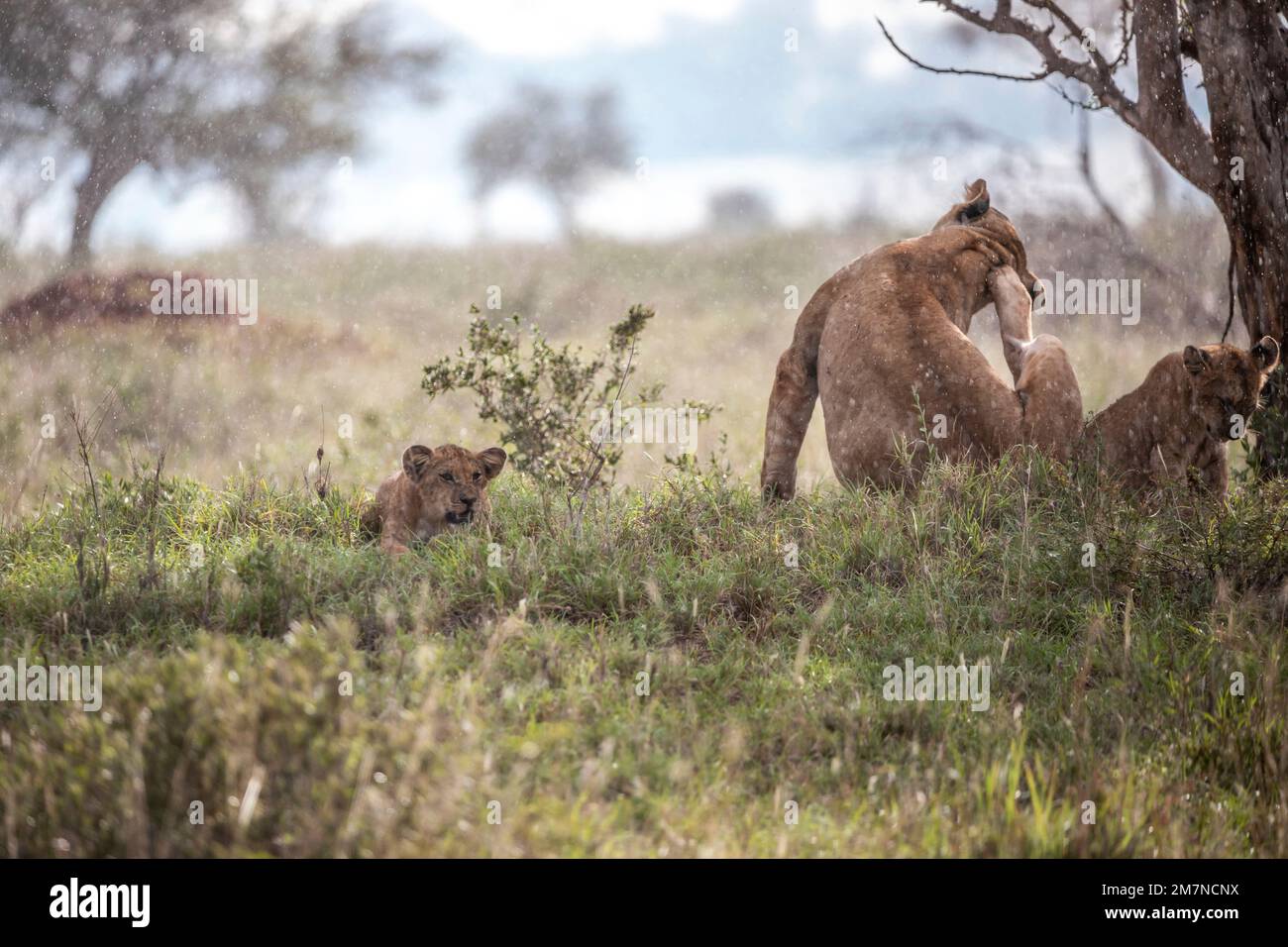 Leoni africani (Panthera leo), leonessa che giace con i suoi cuccioli nell'erba della savana, graffiandosi, Tsavo West National Park, Taita Hills, Kenya, Africa Foto Stock