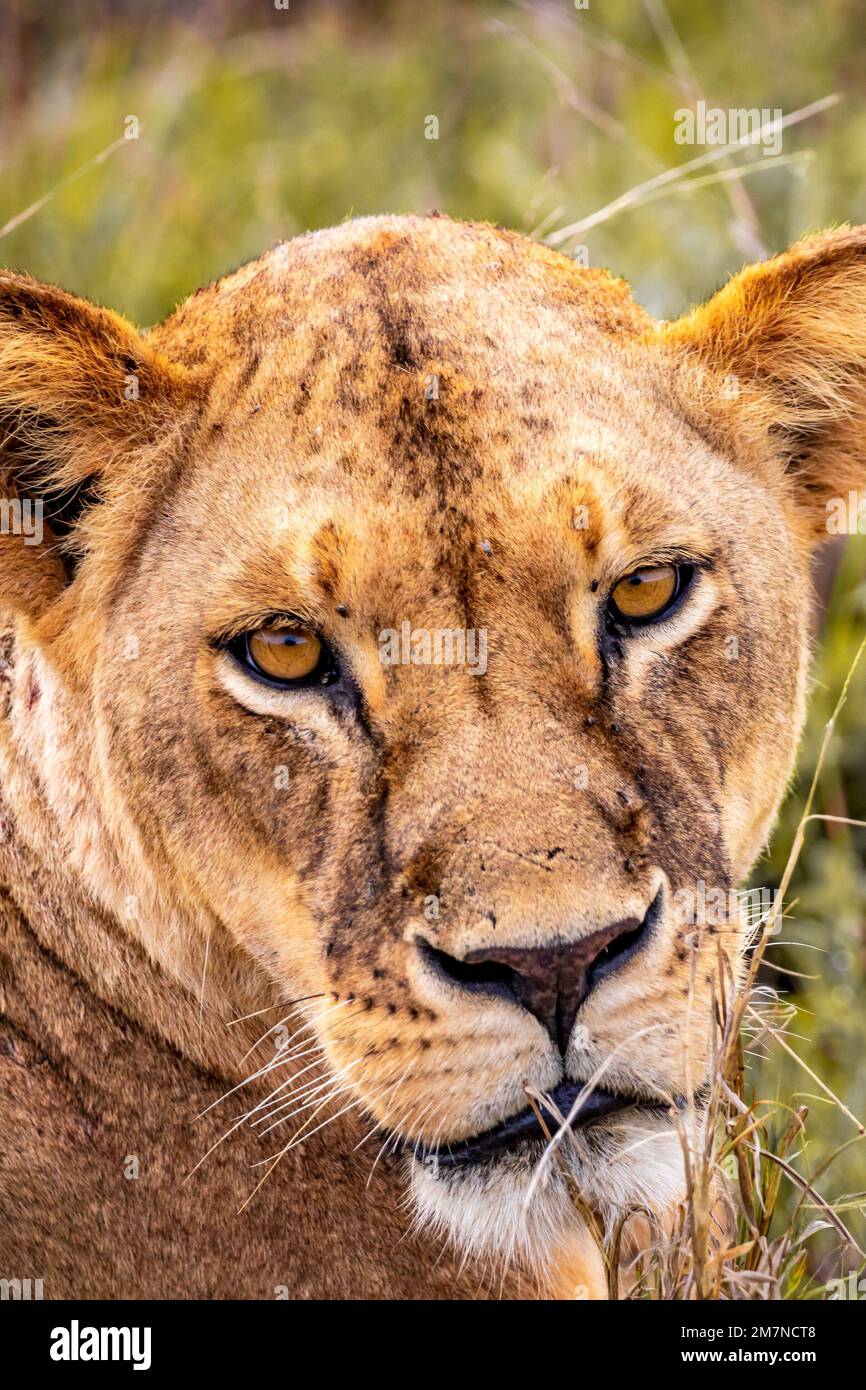 un leone, leonessa, panthera leone sdraiato nella savana e riposato. Safari nel Parco Nazionale di Tsavo Ovest, le colline di Taita, Tsavo, Kenya Foto Stock