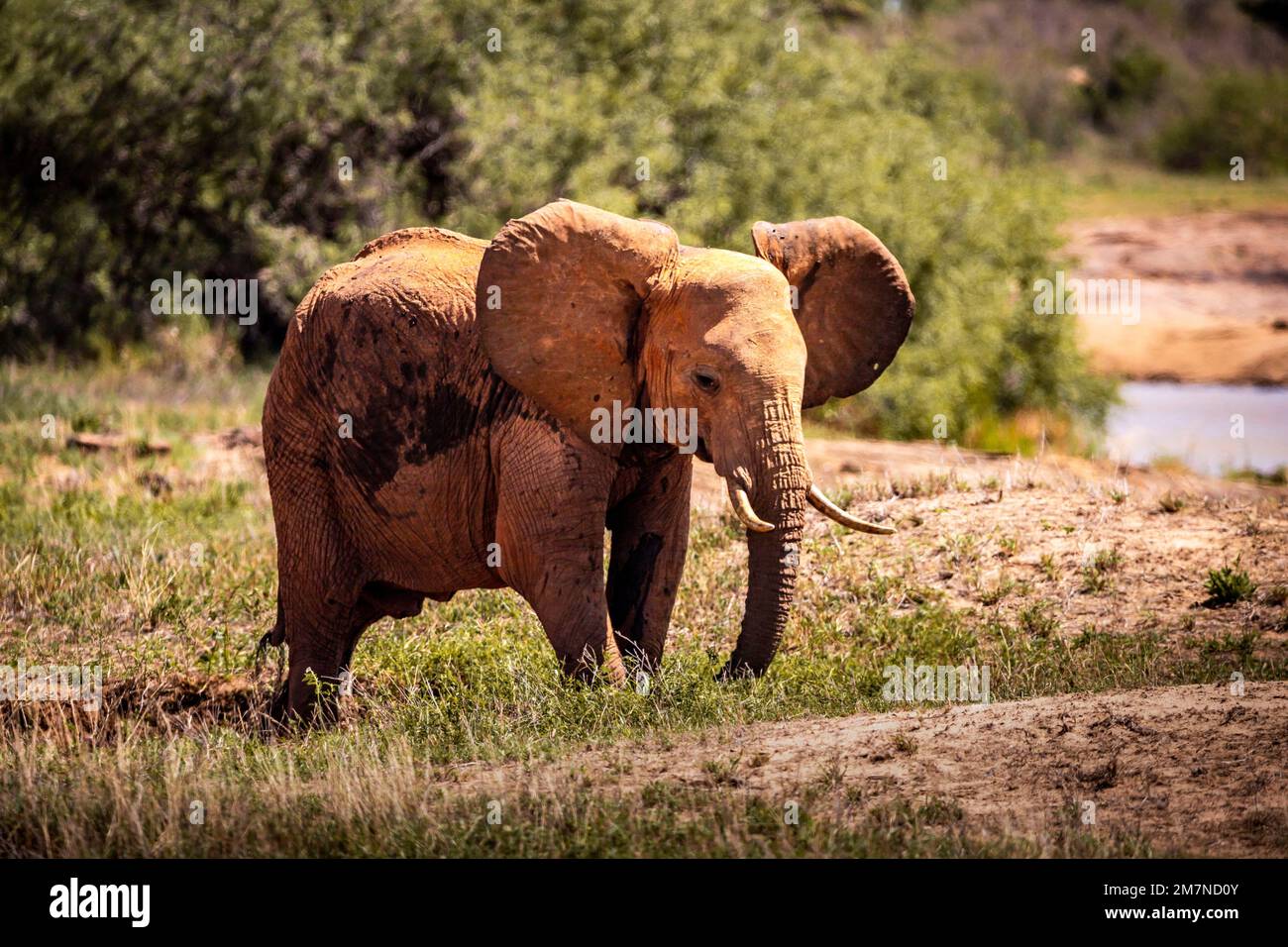 Elefante rosso africano, Loxodonta africana durante il safari nel Parco Nazionale di Tsavo Ovest, Taita Hills, Tsavo, Kenya, Africa Foto Stock