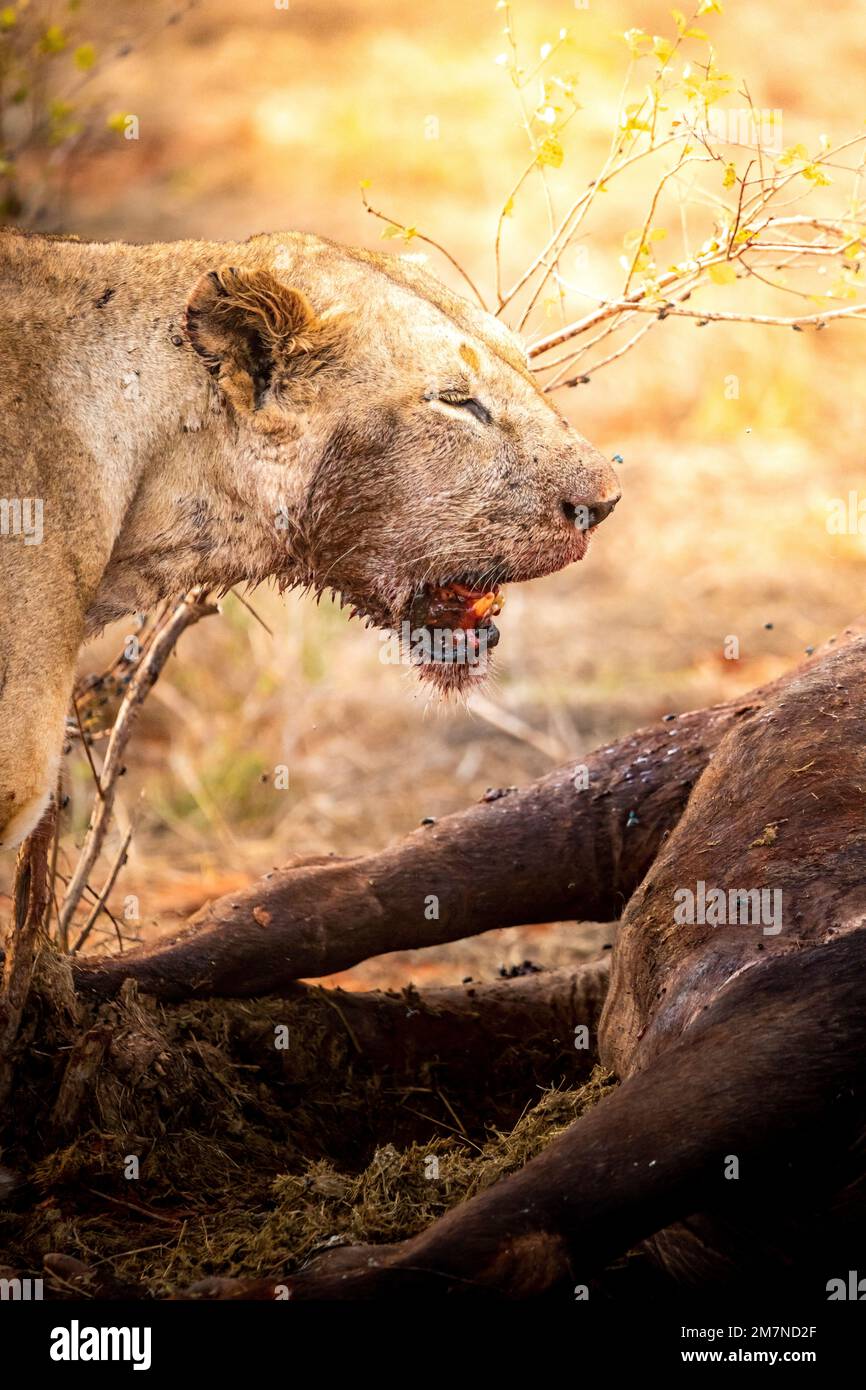 Leone femminile - Panthera leo ad un bufalo bubalus arnee ucciso e cacciato, Tsavo West National Park, Taita Hills, Kenya, Africa Foto Stock