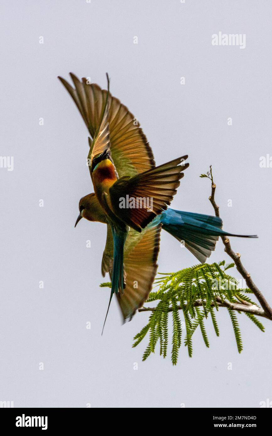 Mangiatori di api dalla coda blu - danza aerea Foto Stock