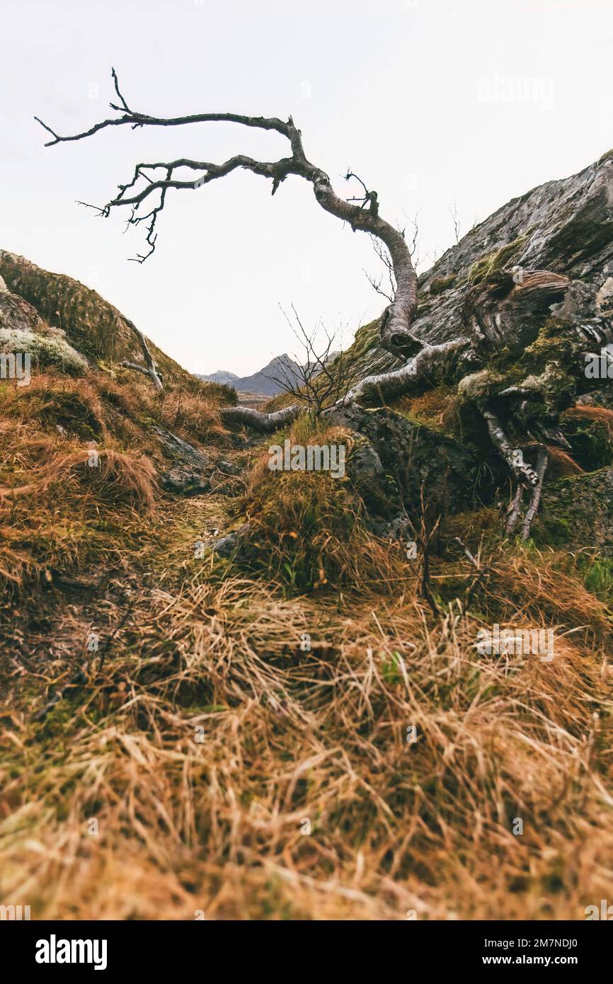 Vecchio albero, paesaggio fiordo in autunno a Vesteralen, Norvegia, paesaggio nordico costiero con rocce, mare, paludi, montagne Foto Stock