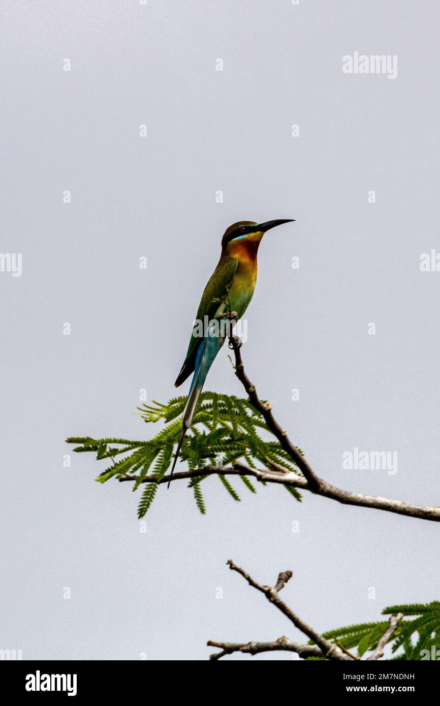 Mangiatori di api dalla coda blu - danza aerea Foto Stock