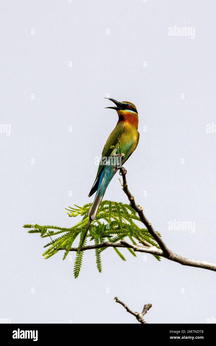 Mangiatori di api dalla coda blu - danza aerea Foto Stock