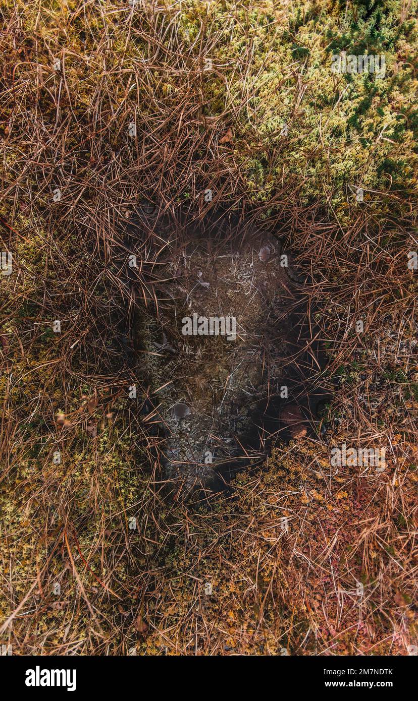 Terreno congelato, primo piano, primo piano in autunno a Vesteralen, Norvegia, paesaggio costiero nordico, foglie congelate, muschio ed erbe Foto Stock