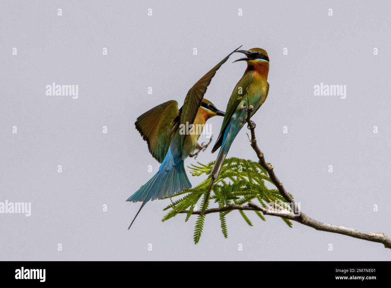 Mangiatori di api dalla coda blu - danza aerea Foto Stock