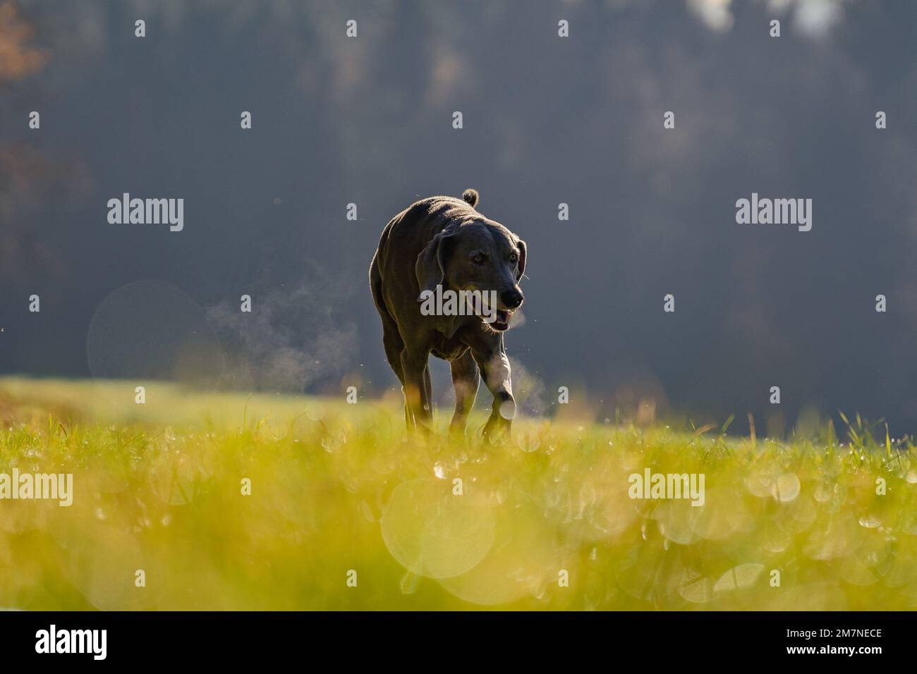 Il carino cane Weimaraner camminando felicemente nel campo con la foresta sullo sfondo sfocato Foto Stock