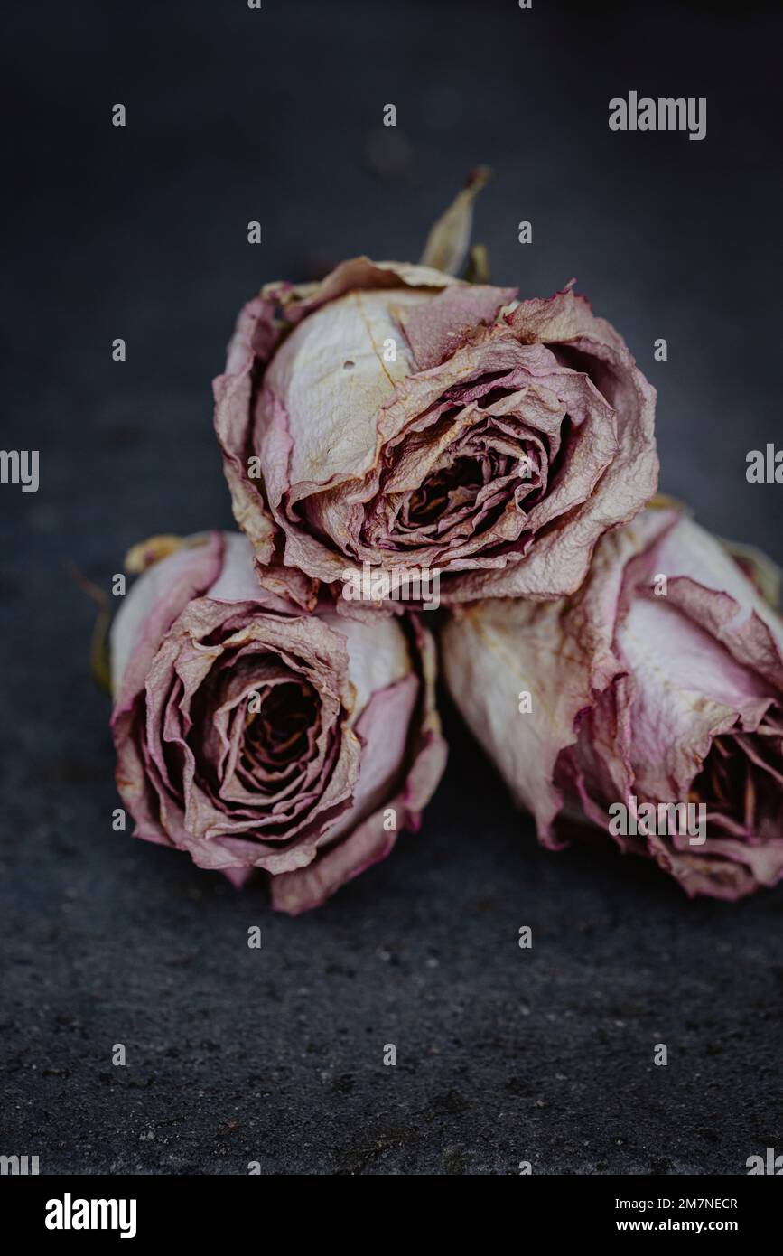 Tre rose appassite su pavimento in pietra grigia Foto Stock