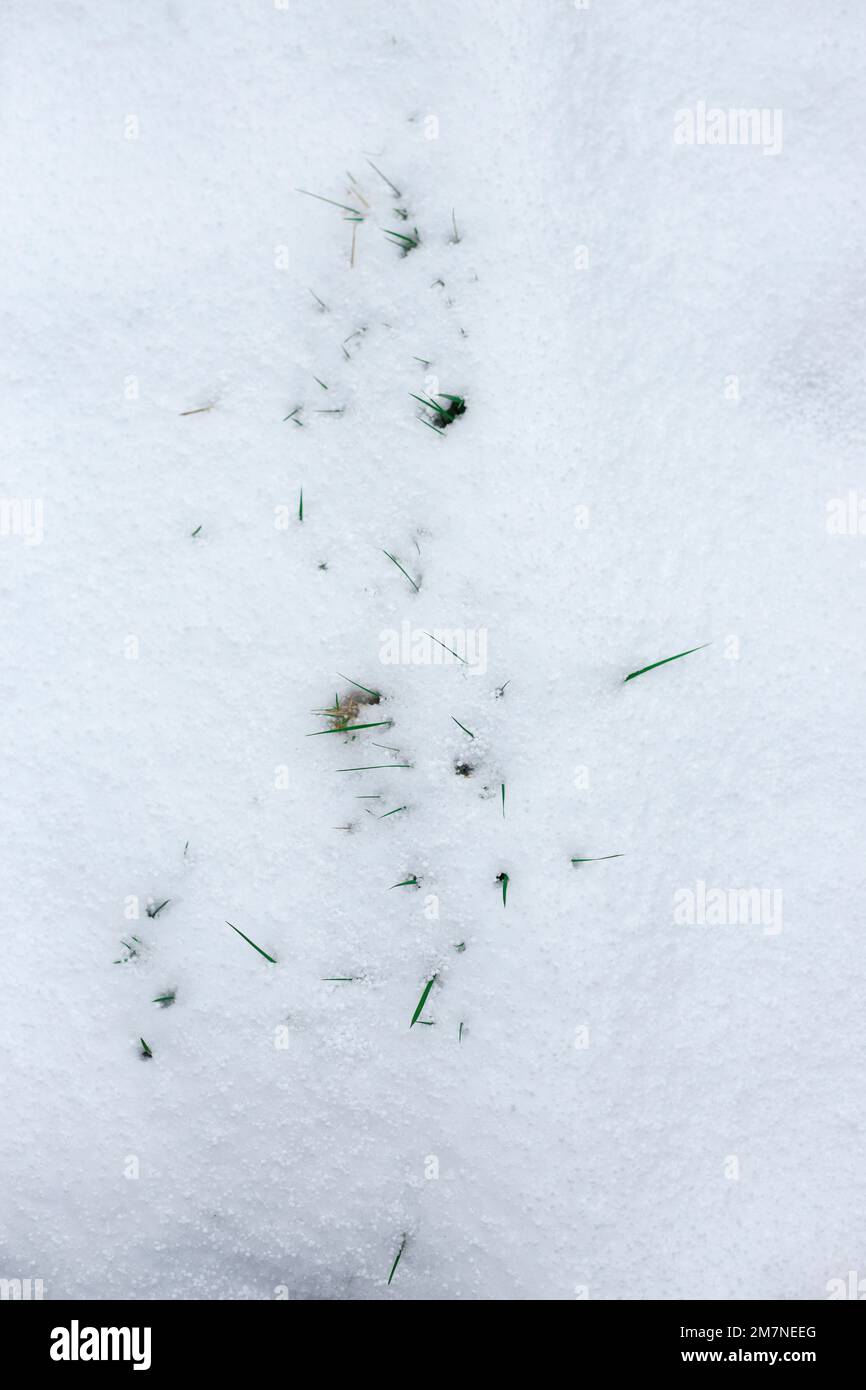 lame di erba sotto un sottile strato di neve Foto Stock