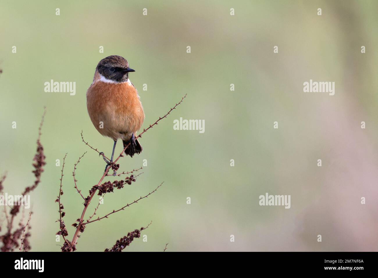 European Stonechat (Saxicola torquata) maschio Norfolk UK GB Gennaio 2023 Foto Stock