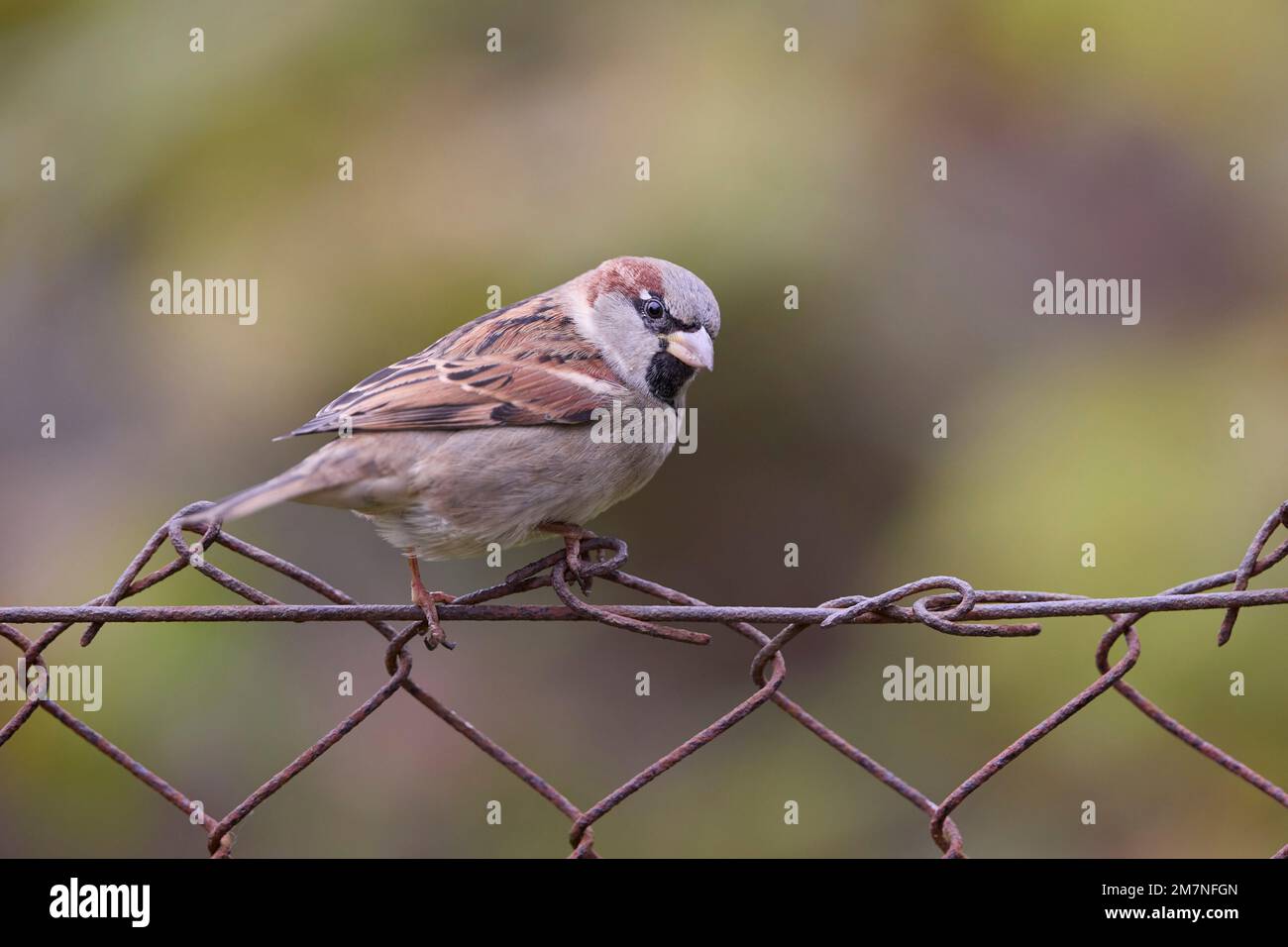 passero, passero di casa, Passer domesticus, maschio Foto Stock