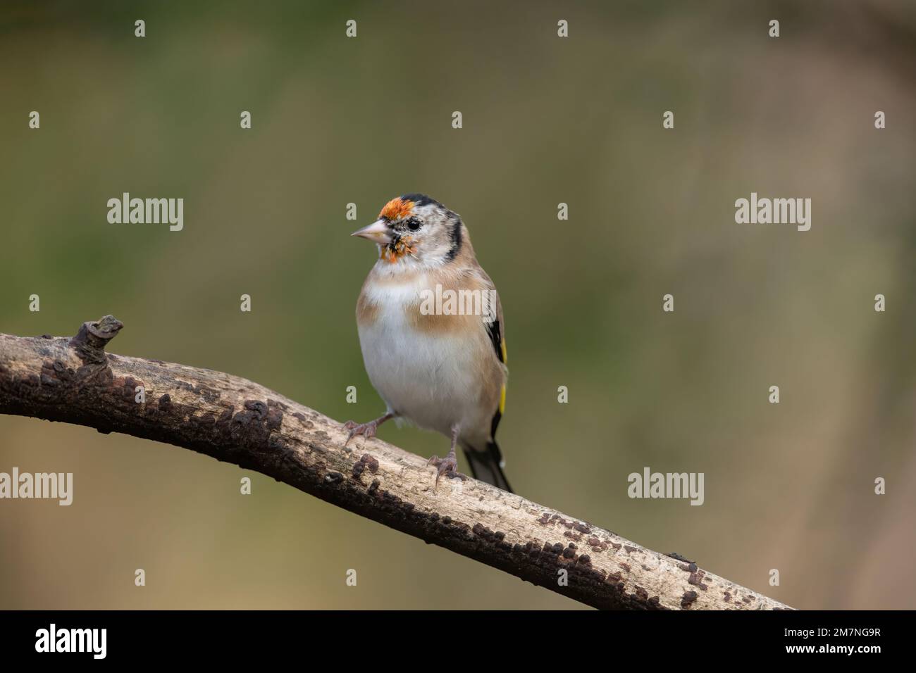 goldfinch, carduelis carduelis, arroccato su un ramo nel regno unito in inverno Foto Stock