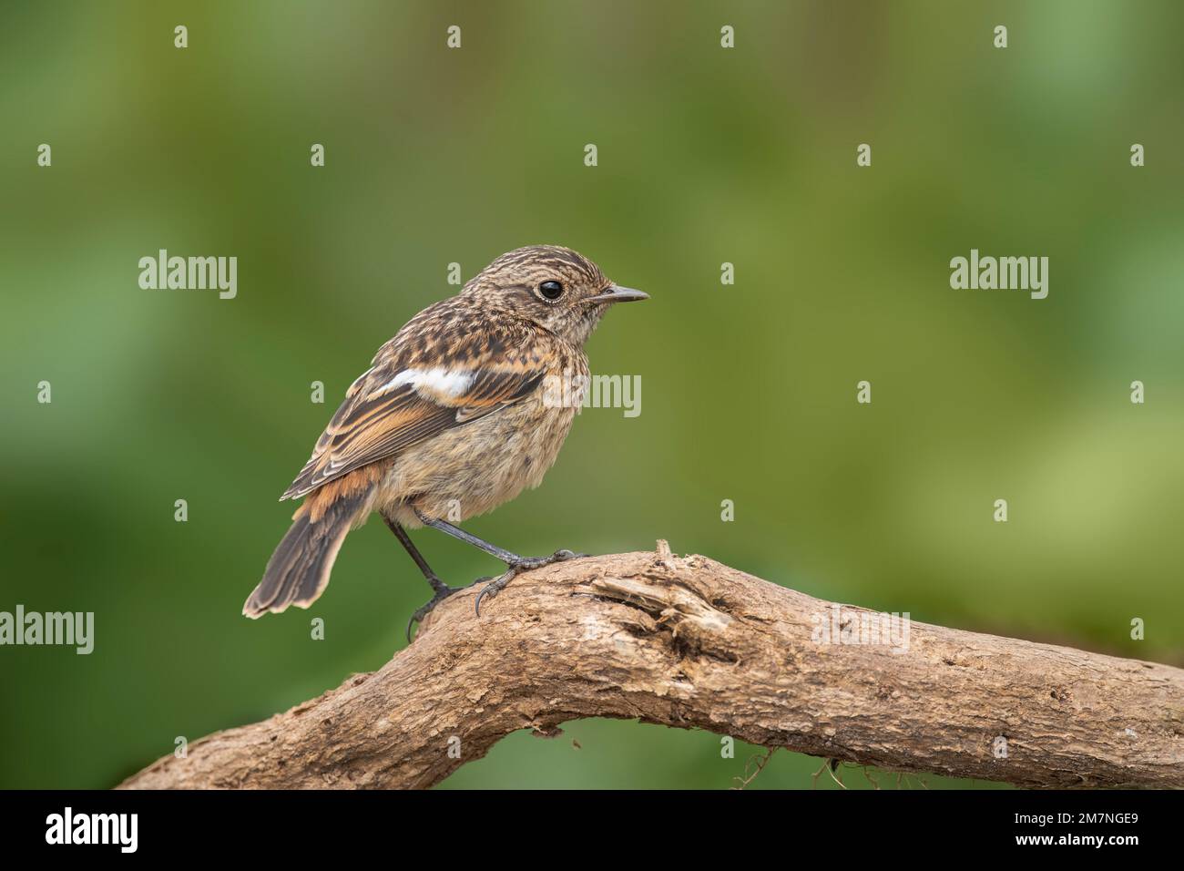 stonechat, sassicola rubicola, arroccata in estate su un ramo del regno unito Foto Stock