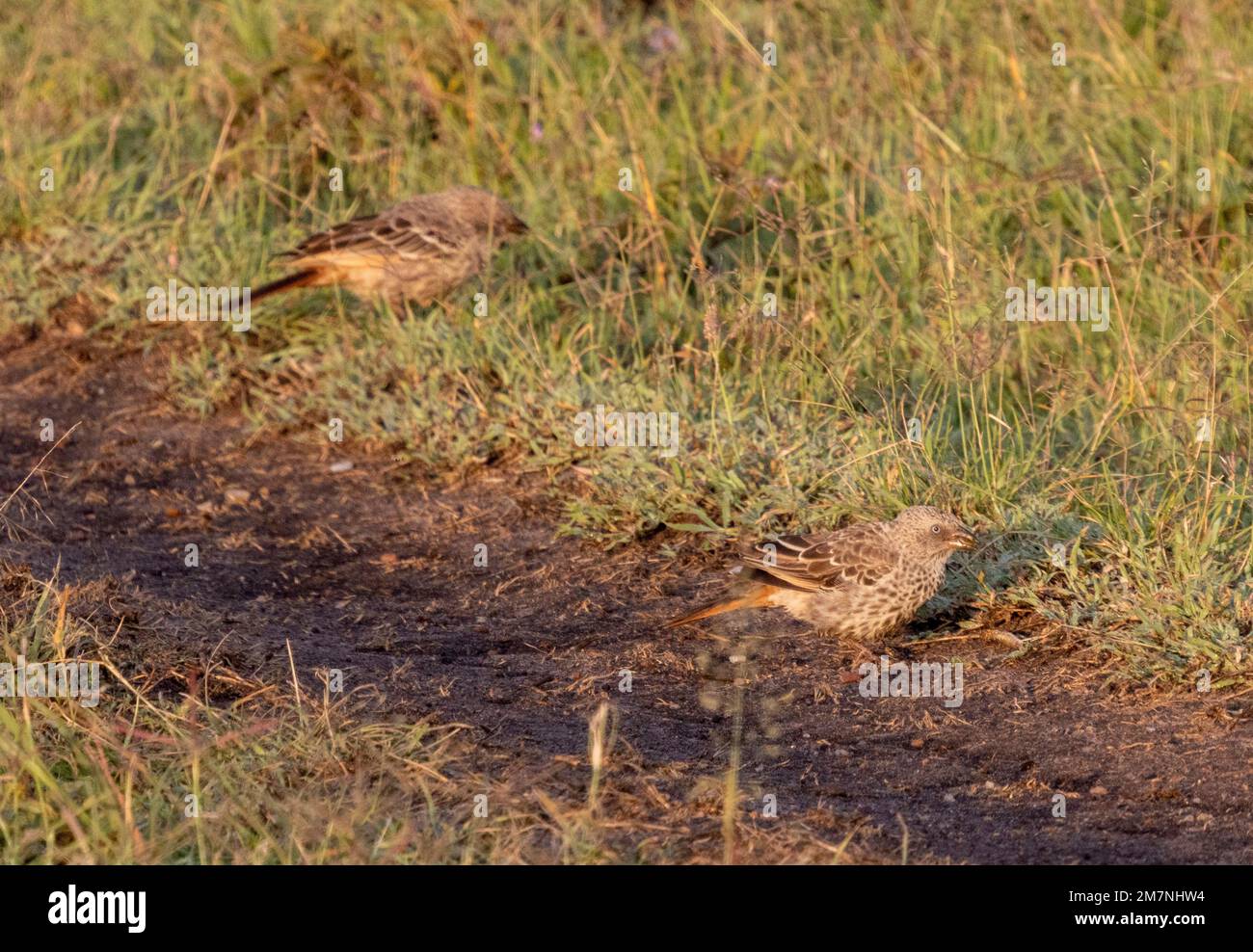 Tessitori dalla coda rufosa (Histurgops ruficauda), Masai Mara, Kenya Foto Stock