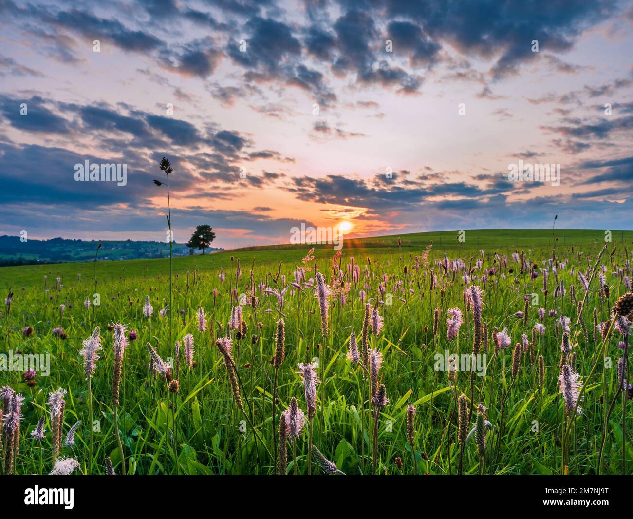 Un paesaggio di denso campo stellare con erba verde sotto il suggestivo cielo del tramonto Foto Stock