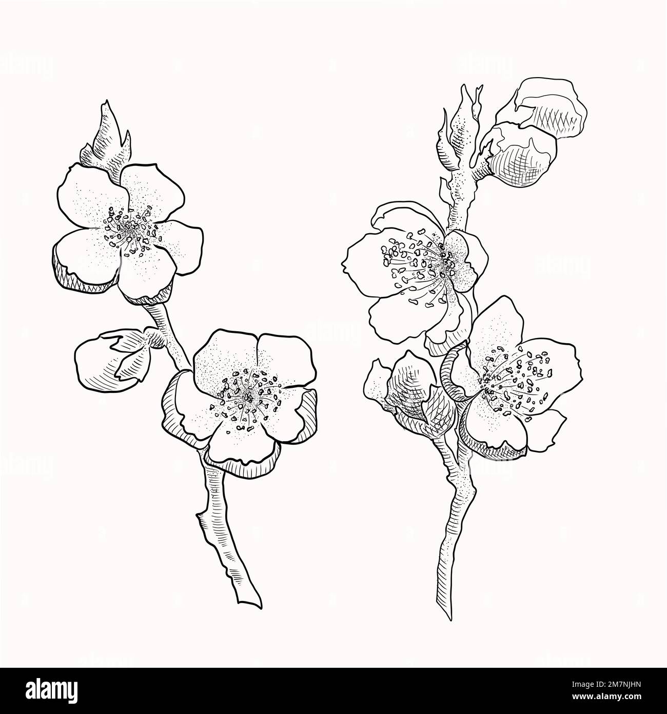 Rami sakura isolati disegnati a mano. Illustrazione del vettore dei fiori con contorno nero e piano bianco su sfondo bianco. Illustrazione Vettoriale