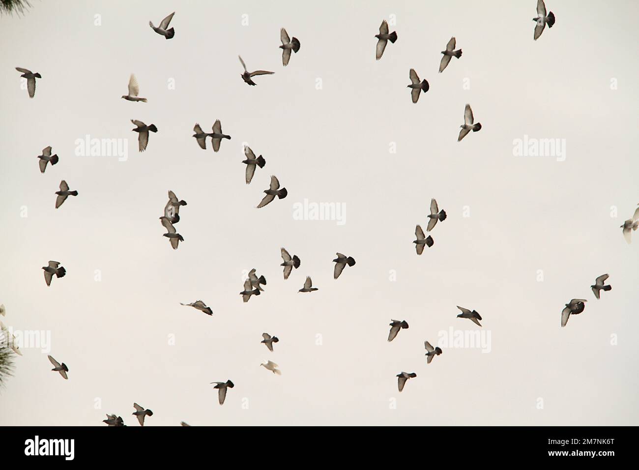 Gregge di piccioni in volo Foto Stock