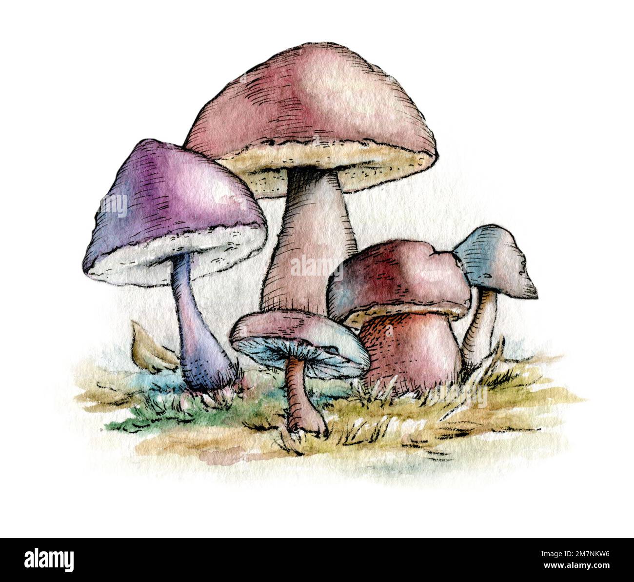 Gruppo di funghi con colori pastello. Acquerello tradizionale e illustrazione a inchiostro su carta. Foto Stock