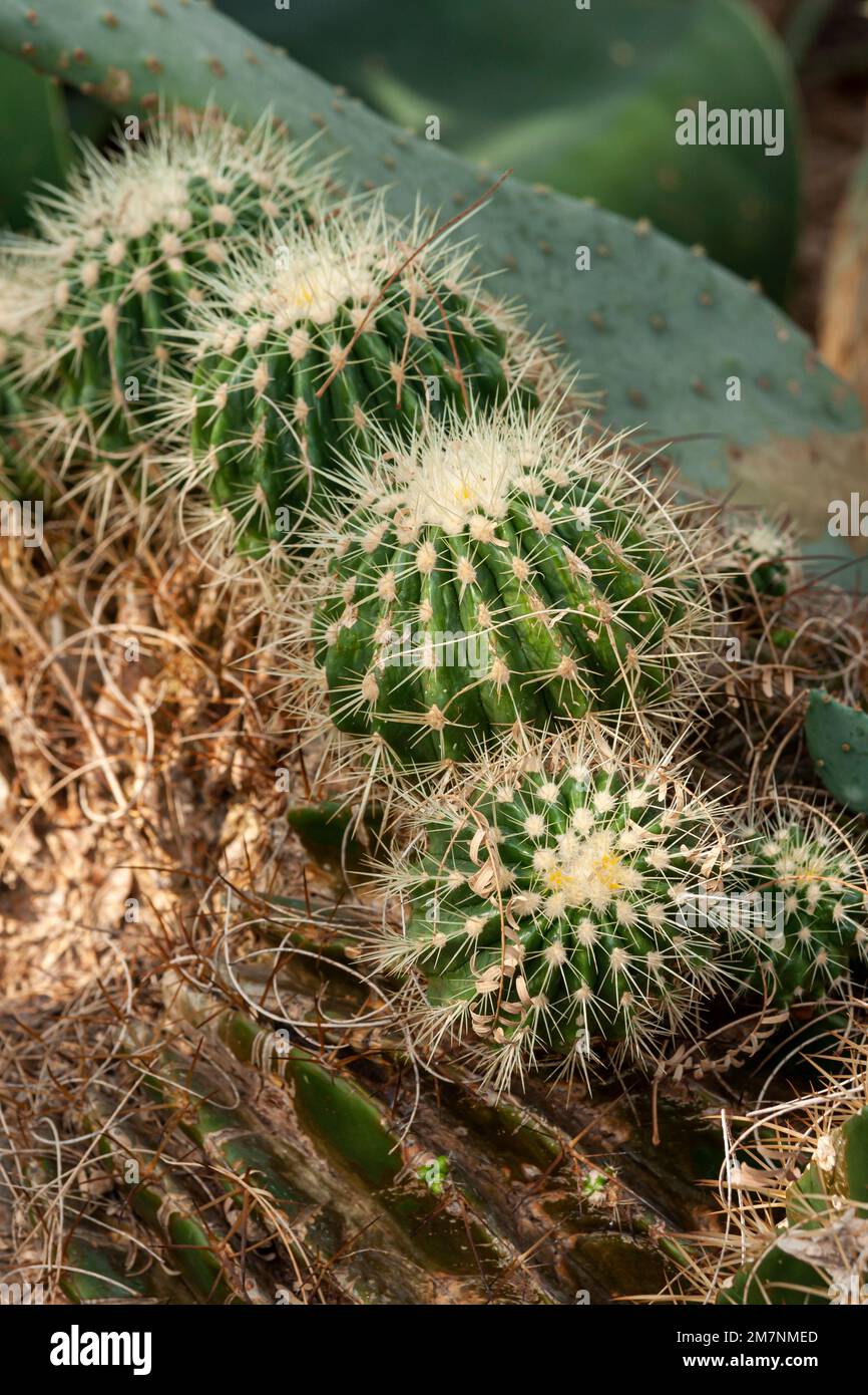 Melone Cactus, Meloncactus intortus Foto Stock