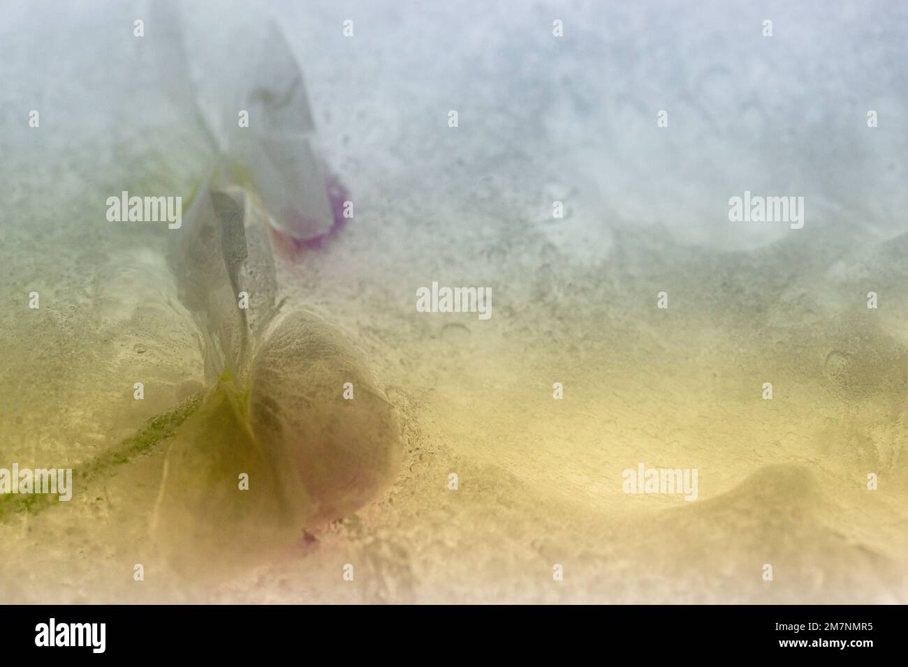 Due fiori di un'orchidea vengono congelati in ghiaccio e circondati da bolle d'aria. Foto Stock