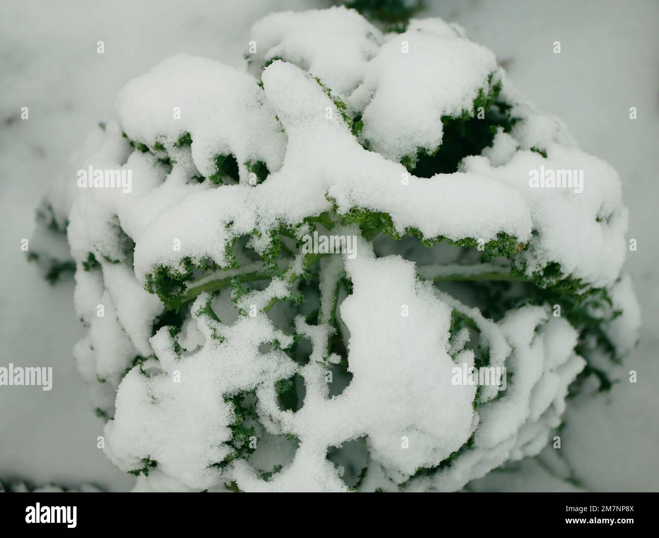 Fattoria inverno foglia riccio cavolo kale raccolta foglie pianta bio piantagione biologica raccolta ortaggi Brassica oleracea sabellica cultivar grea coltivata Foto Stock
