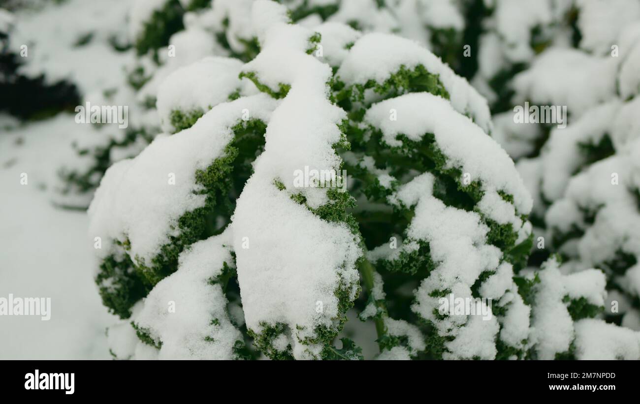 Fattoria inverno foglia riccio cavolo kale raccolta foglie pianta bio piantagione biologica raccolta ortaggi Brassica oleracea sabellica cultivar grea coltivata Foto Stock