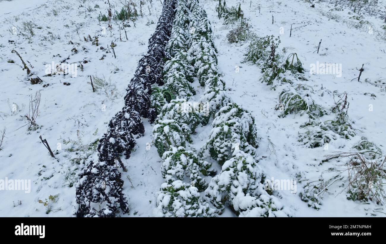 Fattoria inverno foglia riccio cavolo kale raccolta foglie pianta bio piantagione biologica raccolta ortaggi Brassica oleracea sabellica cultivar grea coltivata Foto Stock