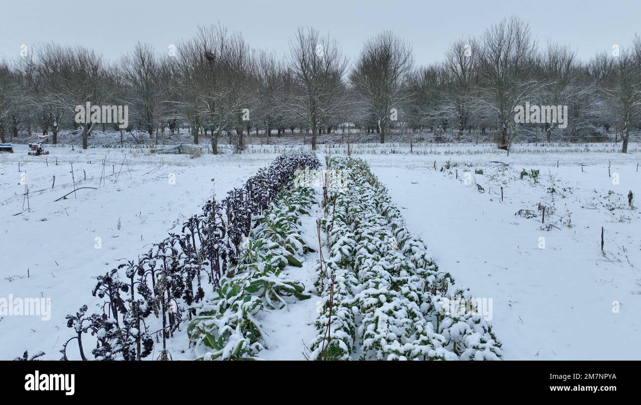 Fattoria inverno foglia riccio cavolo kale raccolta foglie pianta bio piantagione biologica raccolta ortaggi Brassica oleracea sabellica cultivar grea coltivata Foto Stock