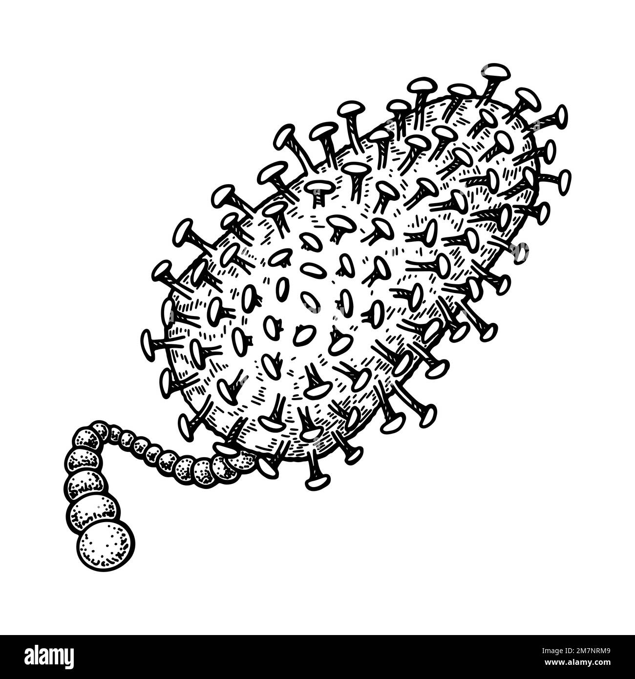 Virus della rabbia disegnato a mano isolato su sfondo bianco. Rappresentazione vettoriale scientifica dettagliata e realistica nello stile di schizzo Illustrazione Vettoriale
