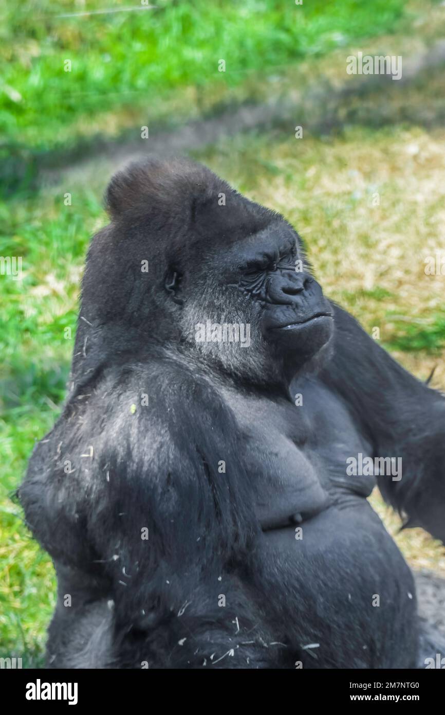 Gorilla di montagna argentata isolata in zoo Foto Stock