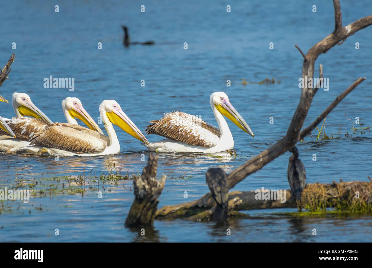 Grande pelican bianco o pellicani rosati nel parco nazionale di Keoladeo Rajasthan Foto Stock