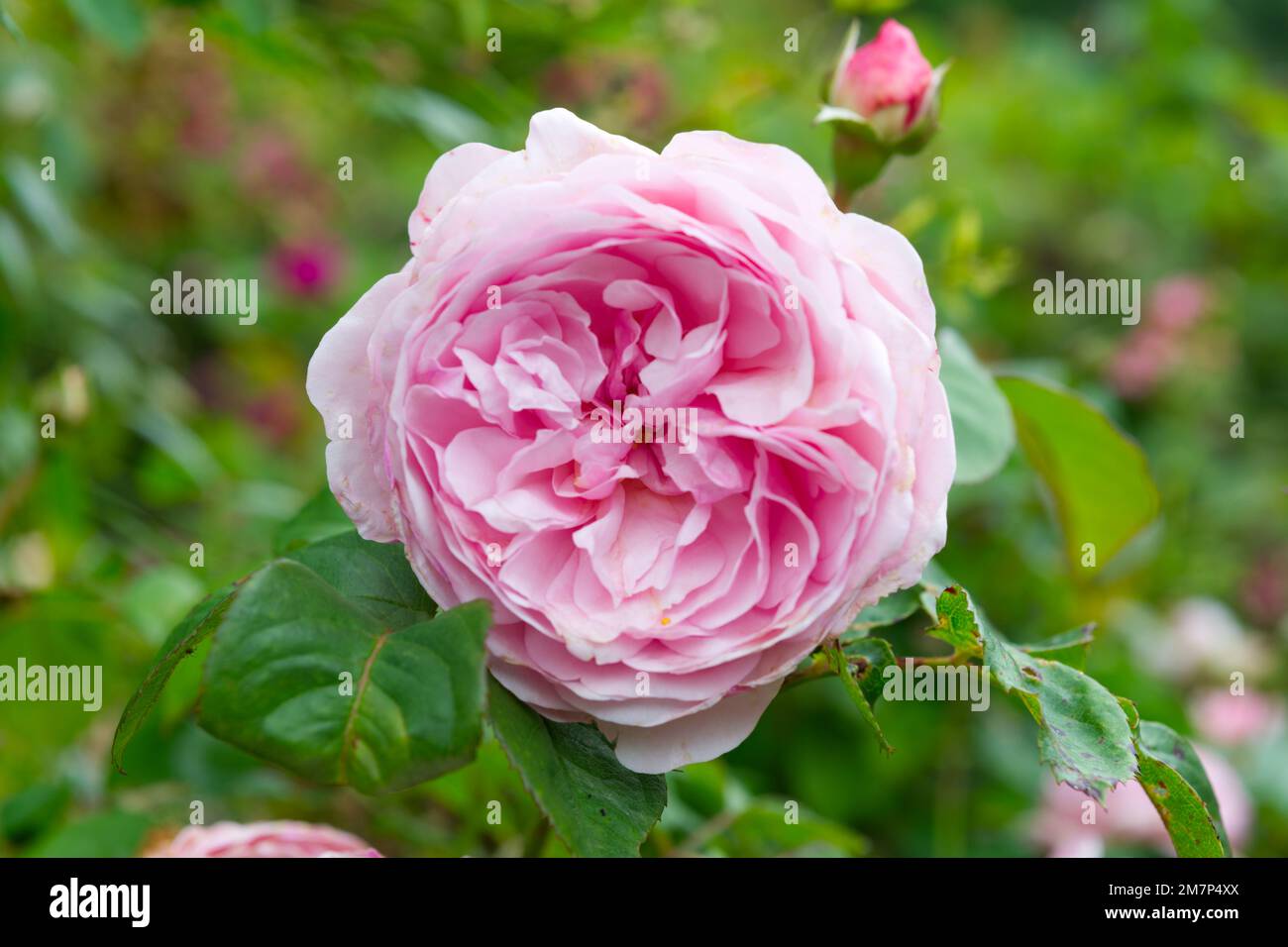 Rosa, fiore d'estate doppio di rosa Rosa Olivia Rose Austin nel giardino del Regno Unito agosto Foto Stock