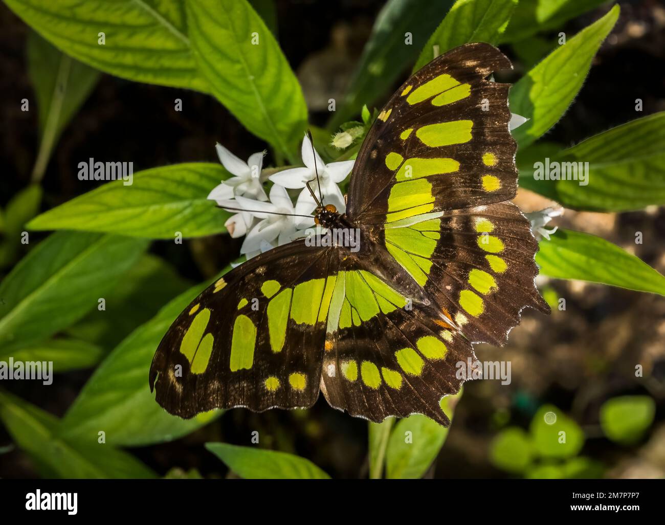 Primo piano di una singola farfalla Malachite nera e verde (Siproeta stelenes biplagiata) su fiori bianchi presso le Butterfly Estates a Fort Myers Flor Foto Stock