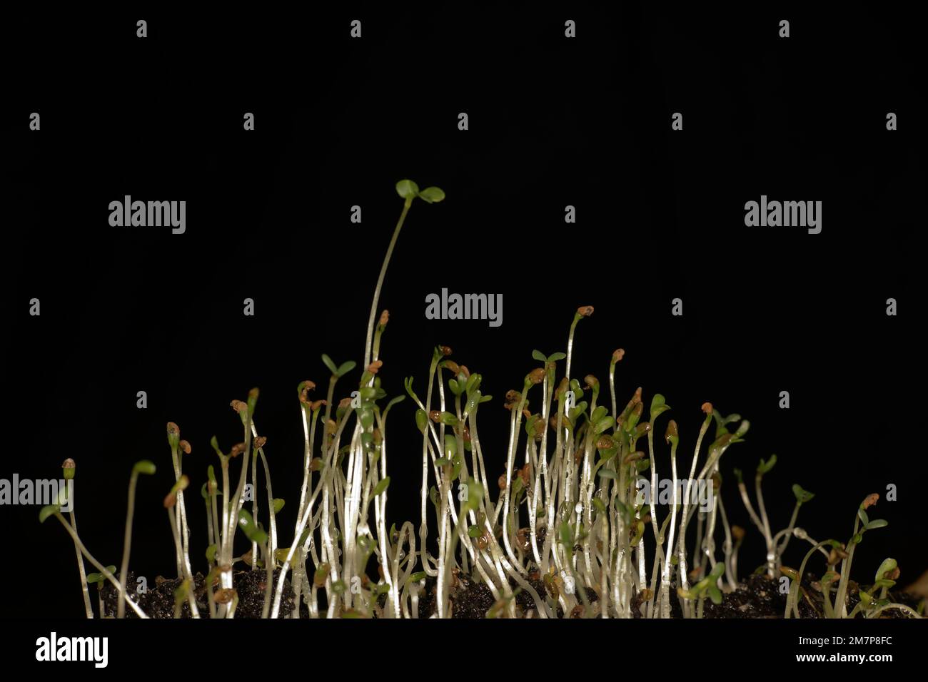 Erba medica (Medicago sativa), chiamata anche lucerna Foto Stock