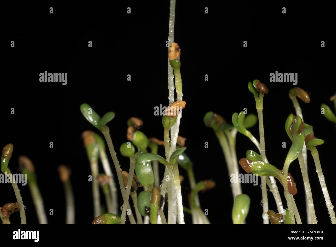 Erba medica (Medicago sativa), chiamata anche lucerna Foto Stock