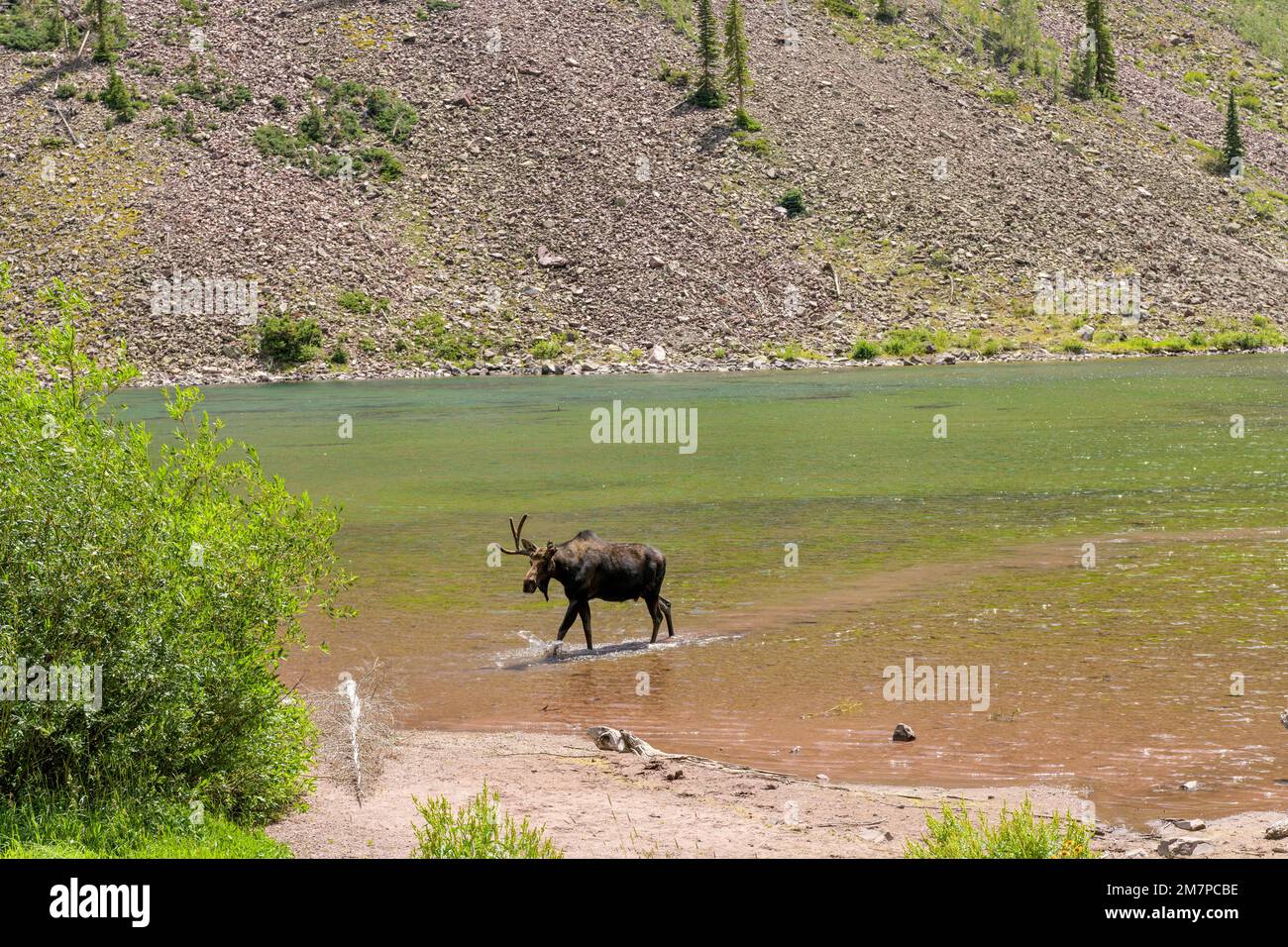 Alci al lago di Maroon - Una giovane alce, con una sola corna, camminando e nutrendo in acque poco profonde del lago di Maroon in un pomeriggio di sole estate. Aspen, CO. Foto Stock