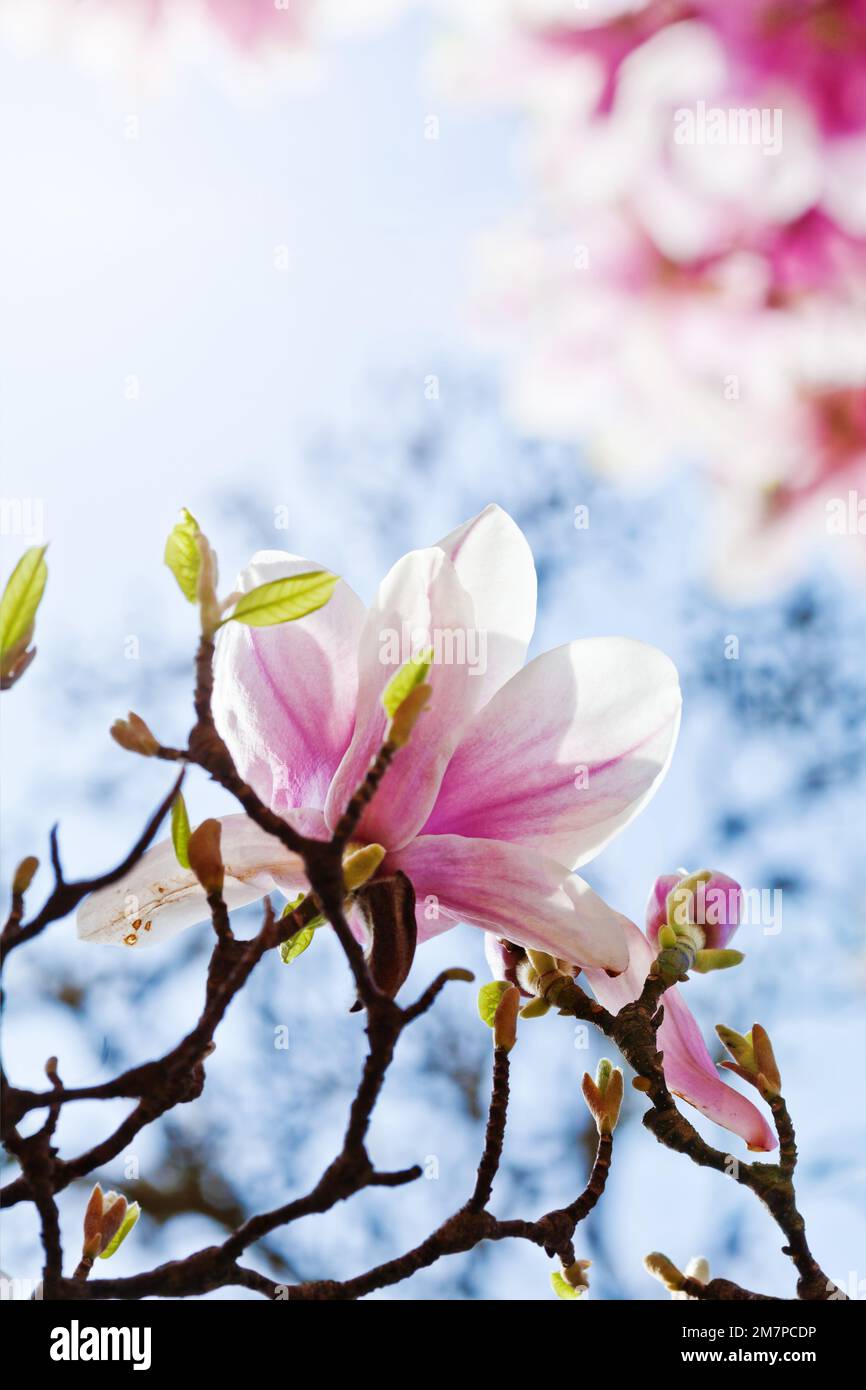 Magnolia fiorisce in primavera Foto Stock