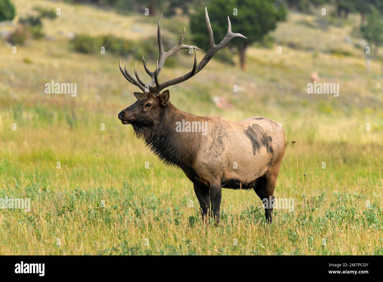Bull Elk - Vista laterale in primo piano di un forte alce di toro maturo in piedi in un prato di montagna in una serata di tarda estate. Rocky Mountain National Park, Colorado, Stati Uniti. Foto Stock