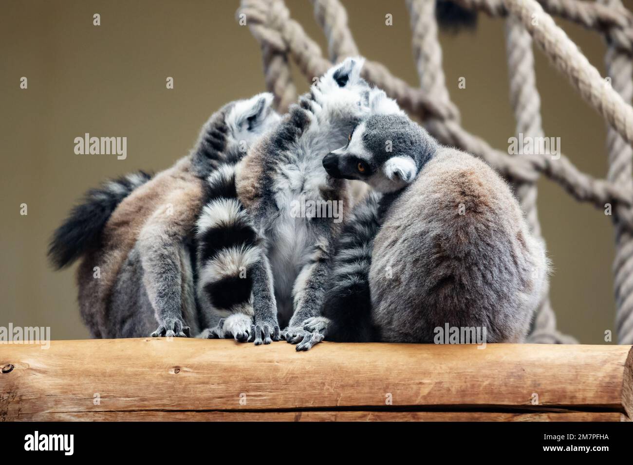 Scimmia lemure con coda ad anello. Mammiferi e mammiferi. Terra mondo e fauna. Fauna selvatica e zoologia. Fotografia della natura e degli animali. Foto Stock