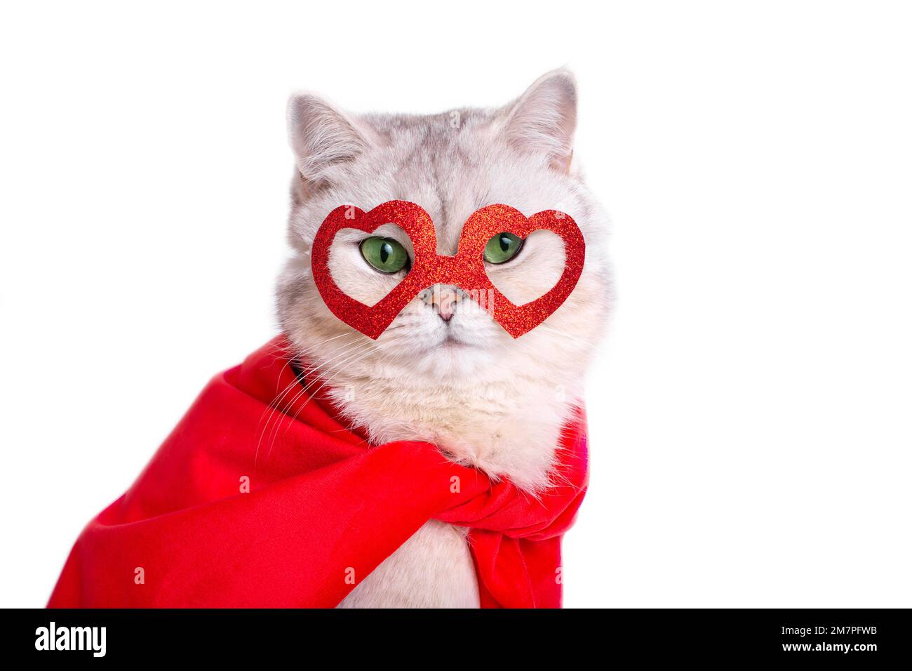 Ritratto di un carino gatto bianco in una maschera rossa a forma di cuori e di un mantello rosso. Foto Stock
