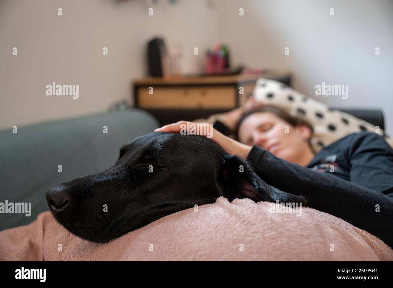Vista ad angolo basso di una giovane donna che dorme o riposa quando ammalata sul divano domestico con la mano sui suoi cani neri labrador Retriever che riposano accanto a lei. Foto Stock