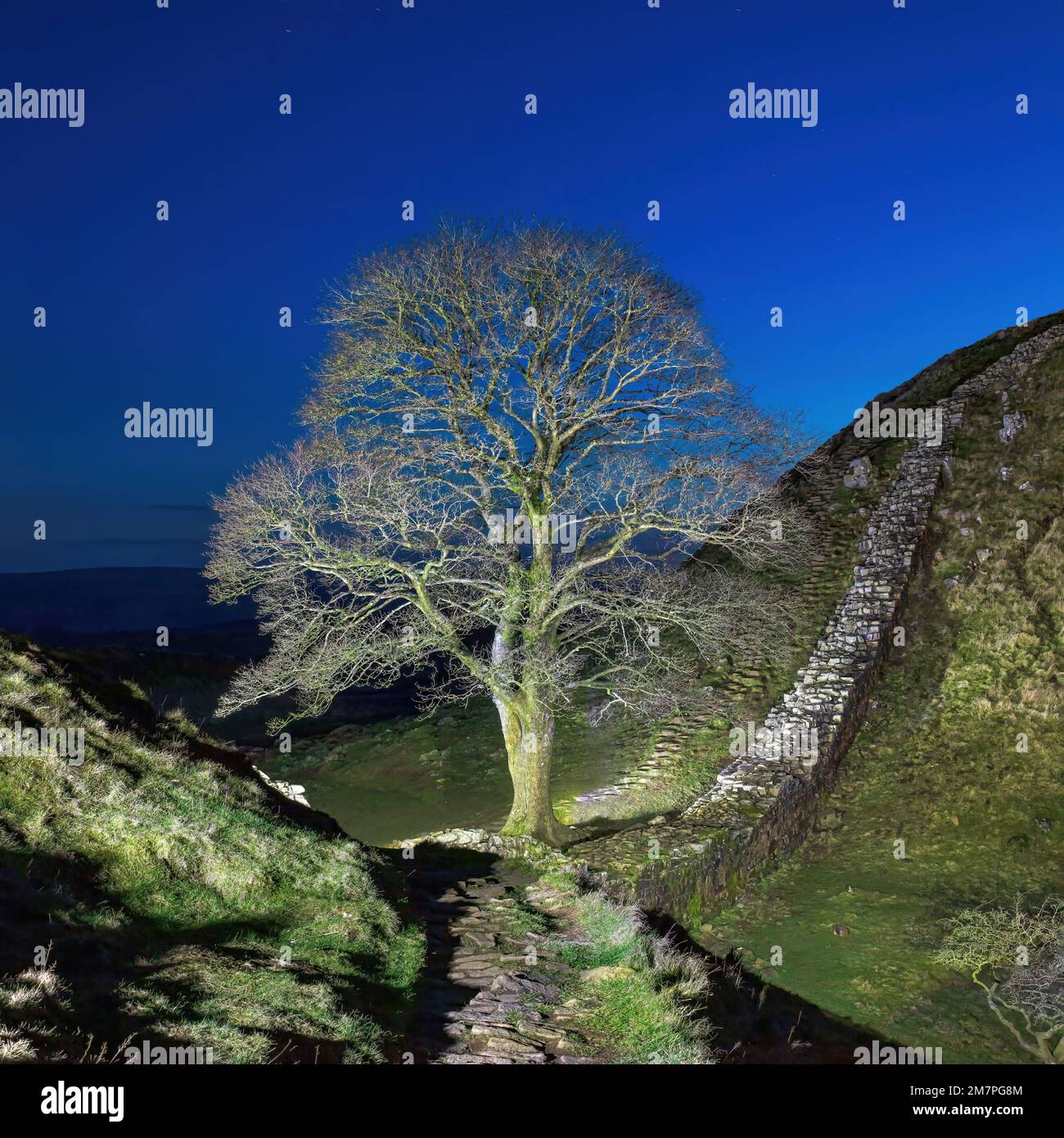 Sycamore Gap di notte in inverno, Vallo di Adriano, Northumberland National Park, Inghilterra, Regno Unito Foto Stock