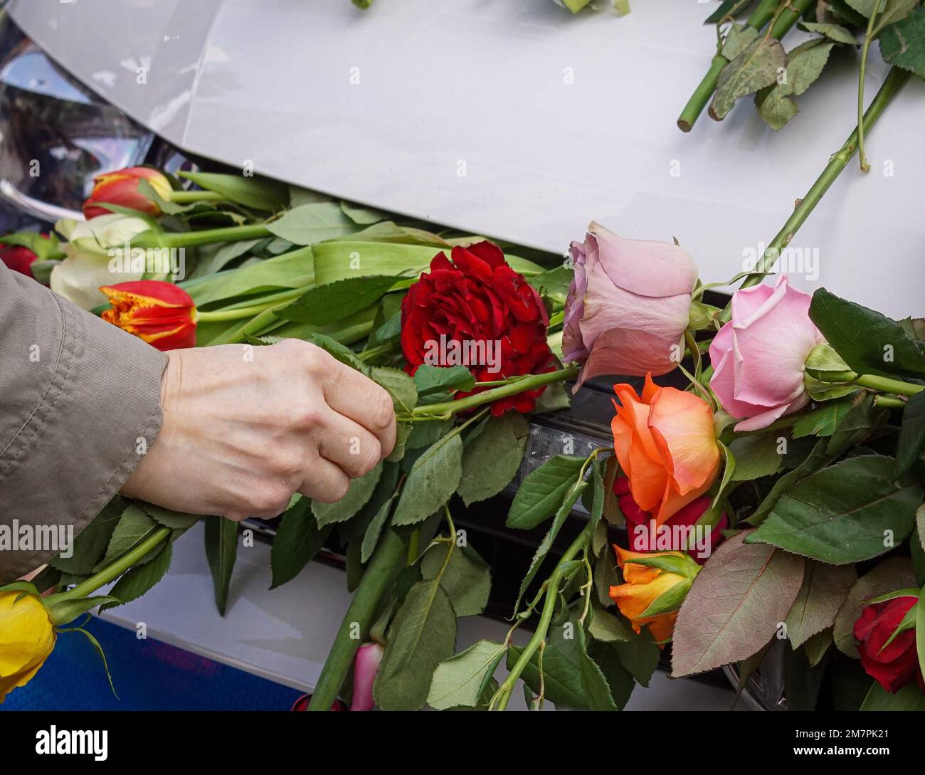 Una persona irriconoscibile mette il fiore su un'automobile Foto Stock